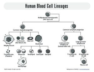 Human Blood Cell Lineages